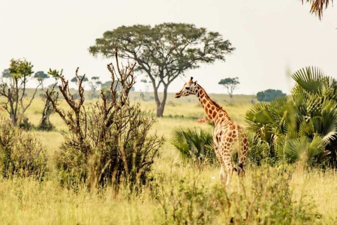 Une girafe se promène dans la savane lors d'un safari en Afrique.